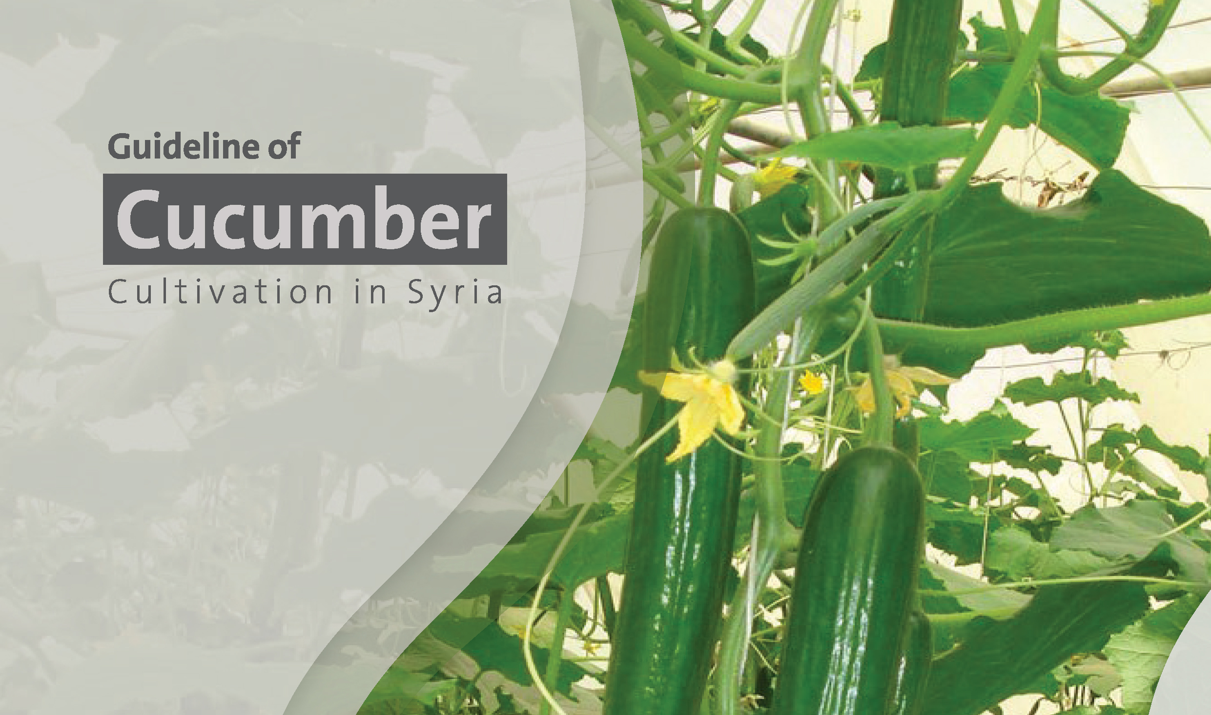 Agricultural Guideline Manuals Project “Cucumber planting”